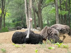 -北京野生动物园