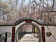 -桃花堤公园