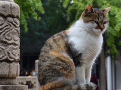 -西园戒幢律寺