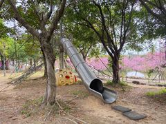 -天适樱花悠乐园