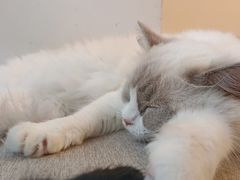 -有喵·猫咖·狗咖·30几只猫10只小狗(岗厦店)