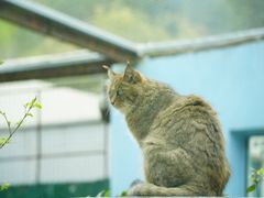 -青藏高原野生动物园