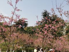 -南山植物园
