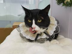 -爱洗澡的猫(望京店)