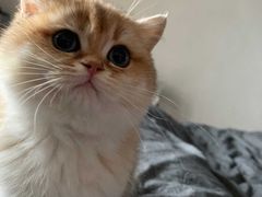 -李小姐の猫咖啡馆(五角场店)