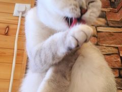 -猫的茶·猫咖