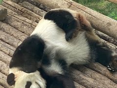 -大连森林动物园