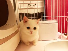 -1013 PET SHOP 宠物商店(近铁城市广场店)