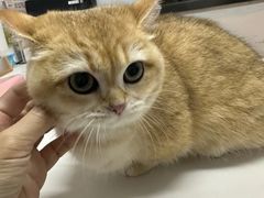 -御宝贝·A梦猫科宠物医院(国际猫友好医院)
