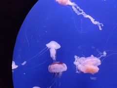 -成都浩海立方海洋公园