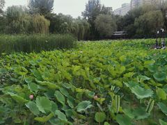 -莲湖公园
