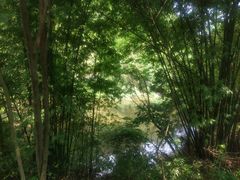 -都江堰中华大熊猫苑
