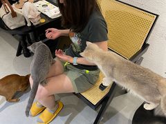 -琪喵猫屋·撸猫猫咖·猫舍