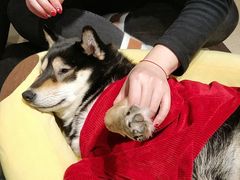 -逗柴咖啡屋·狗咖猫咖宠物桌游