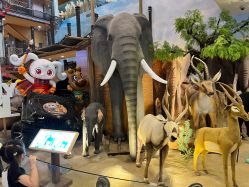 -卡通尼·Safari非洲探索乐园·生日会(金桥国际商业广场店)