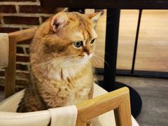 -猫咪咖啡·猫咖(万达广场店)