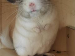 -雨林宠物医院 非犬猫异宠专科