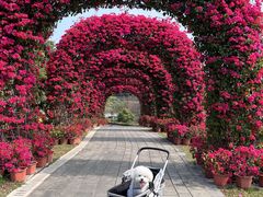 -东莞植物园