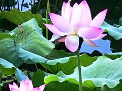 -荔湾湖公园