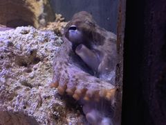-悉尼海洋生物水族馆