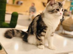 -飞行喵MR PILOT|猫舍·猫咖(静安大融城店)