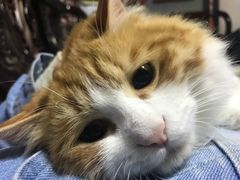 -茶理宜世(东方宝泰店)