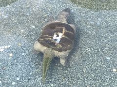 -广东圆玄道观