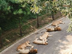 -大连森林动物园