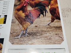 菜单-锅来乐地锅鸡(安亭店)