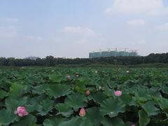 -荷塘月色湿地公园·向阳花洲