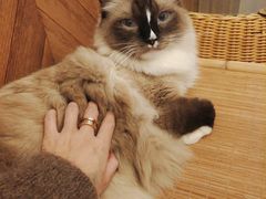 -MOCHA明星猫咖(田子坊店)