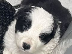 -瑞派宠物医院·中兽医专科(中央商城分院)