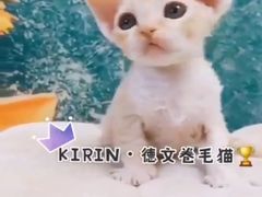 -十年猫舍·猫咪专门店(普陀店)