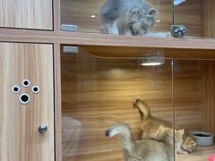 -猫十亿·布偶金渐层·曼基康矮脚猫舍(青年路店)