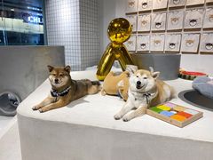 -柴务处·柴犬主题狗咖