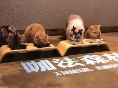 -咖法森林·咖啡  酒吧(天河店)