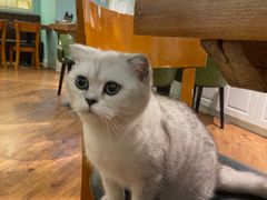 -猫小院猫主题餐厅(三里屯店)