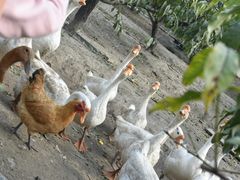 -樂桃源奉贤黄桃种植采摘基地