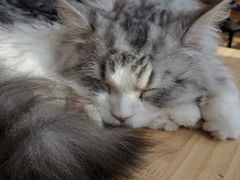 -猫腻·猫咖·撸猫馆(星光大道店)