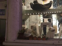 -有猫主题·治愈系猫咖(曾厝垵店)