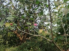 -昆山城市生态森林公园