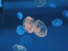 -多彩贵州城极地海洋世界