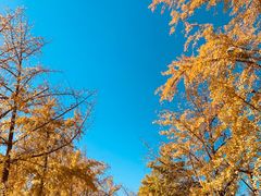 -三里屯东五街银杏大道