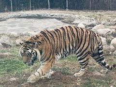 -西安秦岭野生动物园