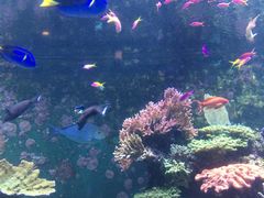 -新加坡海洋生态馆