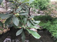 环境-苏州吴宫泛太平洋酒店