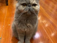 -猫小院猫主题咖啡厅(北锣店)