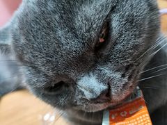 -猫亿天猫咖