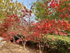 -同济大学(嘉定校区)