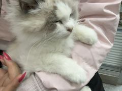 -心仪动物医院·牙专科·肿瘤·心脏科(西客站院)